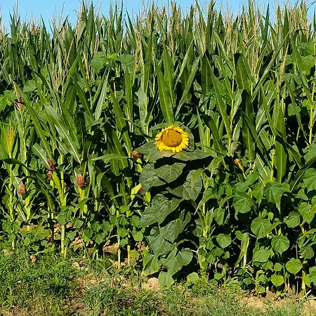 Apartament La Maison De Andre