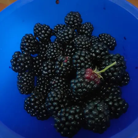 Apartament La Maison De Andre Scaltenigo