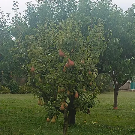 La Maison De Andre *