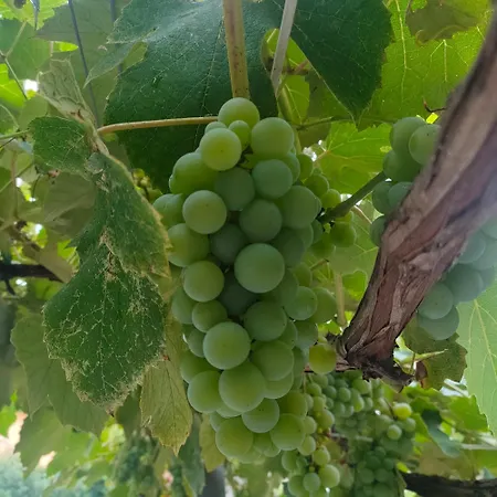 La Maison De Andre Scaltenigo