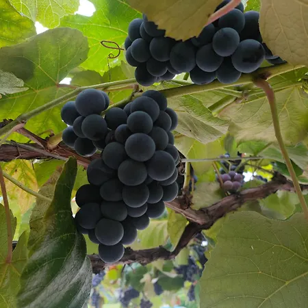 La Maison De Andre * Scaltenigo