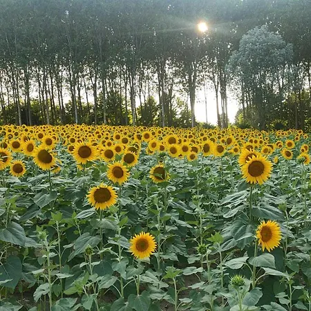 La Maison De Andre * Scaltenigo
