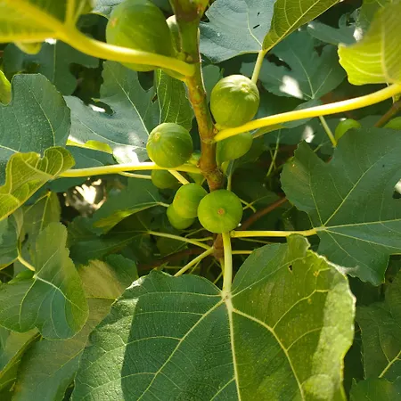 La Maison De Andre Apartment *